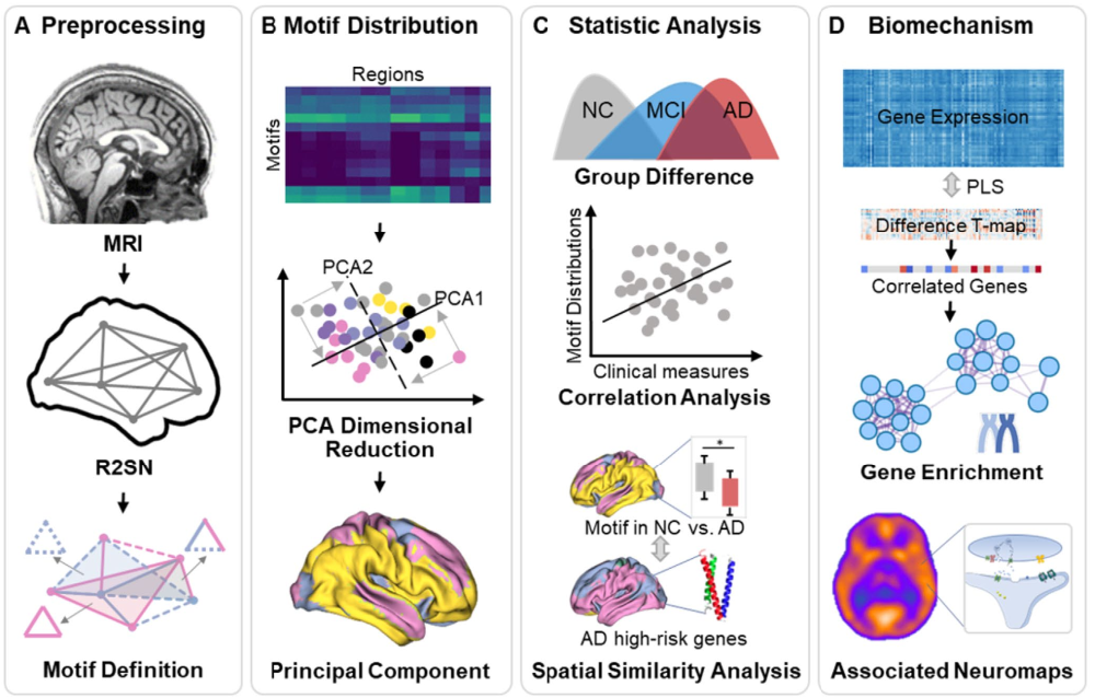 CNS Neurosci. Ther.：网络拓扑改变在阿尔茨海默病中的体现：基于多中心数据集（N = 3262）的Motif变化洞察
