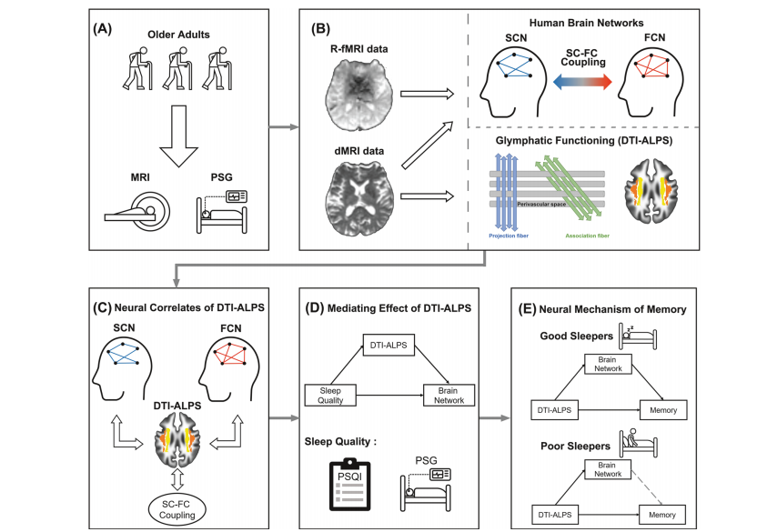Molecular Psychiatry：睡眠对老年人类淋巴功能及多模态人脑网络记忆效应的影响