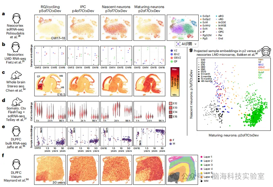 Nature Neuroscience：3000万细胞图谱揭示新皮层发育蓝图