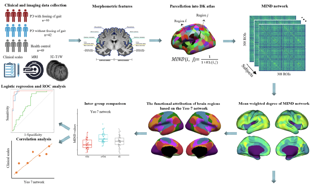 Neurobiol. Dis.：伴冻结步态的帕金森病患者中全网络形态计量组织缺陷及其转录组相关性：一项形态逆散度网络研究