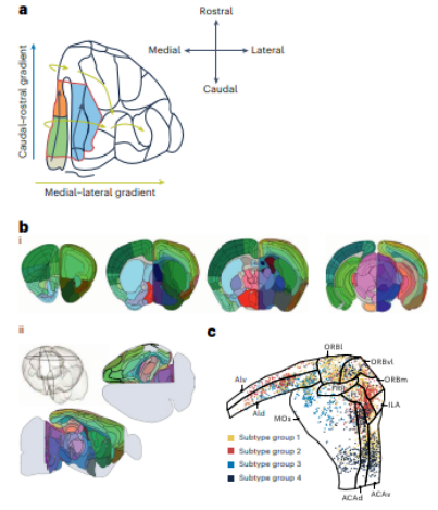 Nat Neurosci: 重新思考脑区在理解功能组织中的中心地位