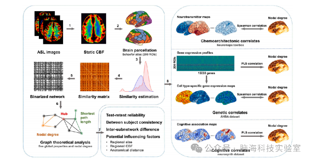 一种基于静态脑血流的功能性脑网络新方法