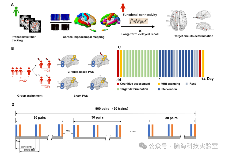 基于神经回路的神经调节可增强遗忘型轻度认知障碍患者的延迟回忆能力