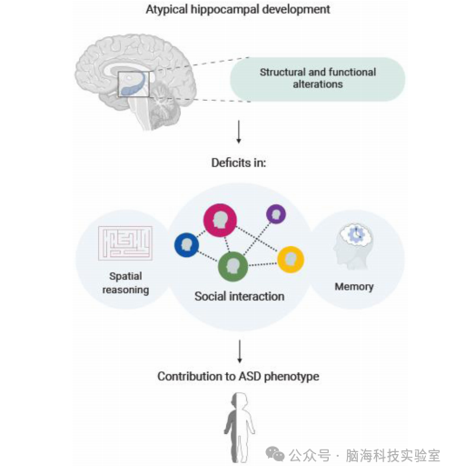 Trends Neurosci：海马体是自闭症谱系障碍社会与认知障碍中的核心角色