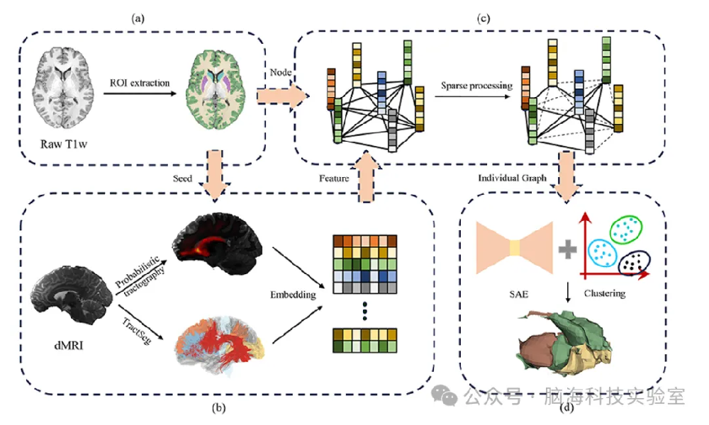 往期精彩|Medical Image Analysis：使用弥散磁共振成像纤维追踪和图神经网络进行细粒度的纹状体分区