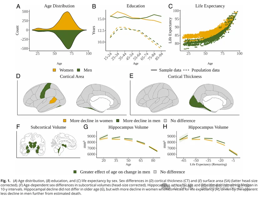 PNAS：健康大脑衰老中的性别差异难以解释女性更高的阿尔茨海默病患病率