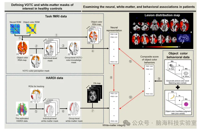 往期精彩|PLOS Biology：视觉与语言的神经联动，竟是大脑认知物体的关键！