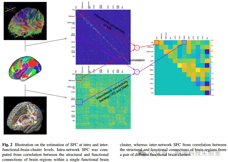 GeroScience:衰老大脑的结构-功能-连接耦合
