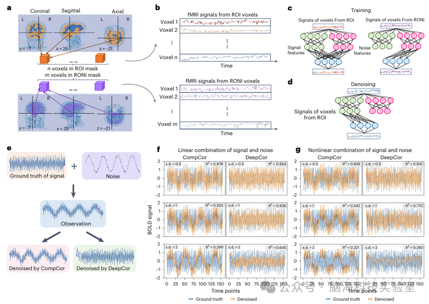 Nature子刊:新研究!人工智能提供更清晰的功能MRI脑数据