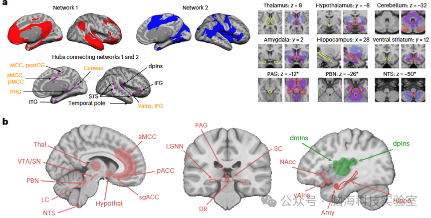 Nat. Neurosci.:利用7TfMRI绘制人类稳态-内感受系统的“皮质-皮质下全脑连接图谱”