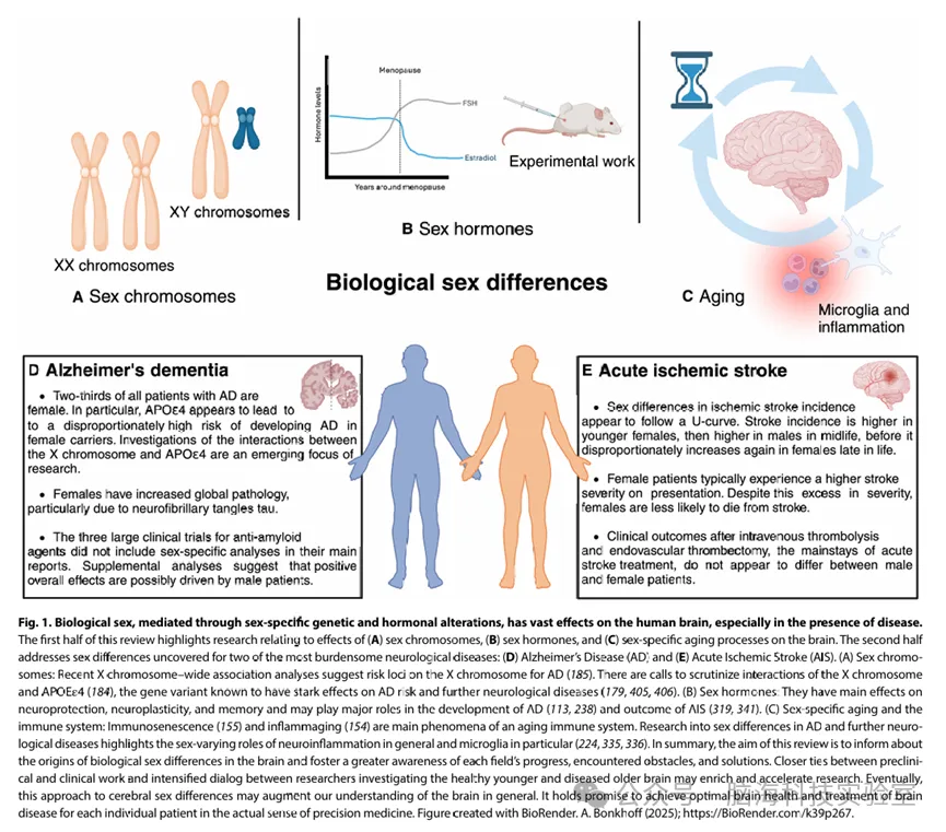 往期精彩|Science Advances:年龄相关性神经系统疾病的性别差异——构建可靠与高产出研究路线图