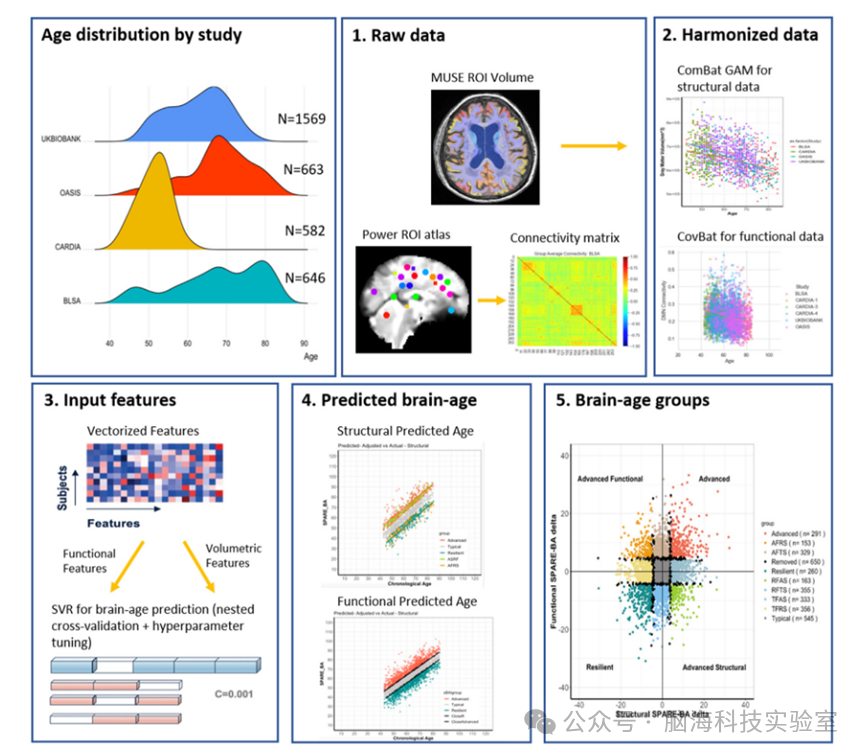 往期精彩|EBioMedicine：MRI脑年龄异质性、认知、遗传学与阿尔茨海默病神经病理学之间的关系