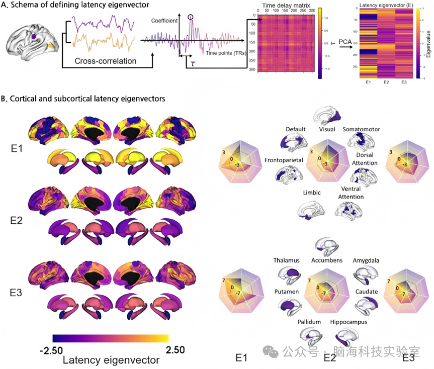 Advanced Science：功能性磁共振成像（fMRI）延迟结构相对于神经信号传导与大脑层级的时空特征表征