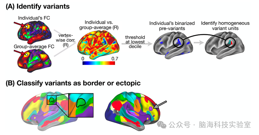 往期精彩|Nature子刊:人类大脑功能性网络中两种常见但不同的变异形式